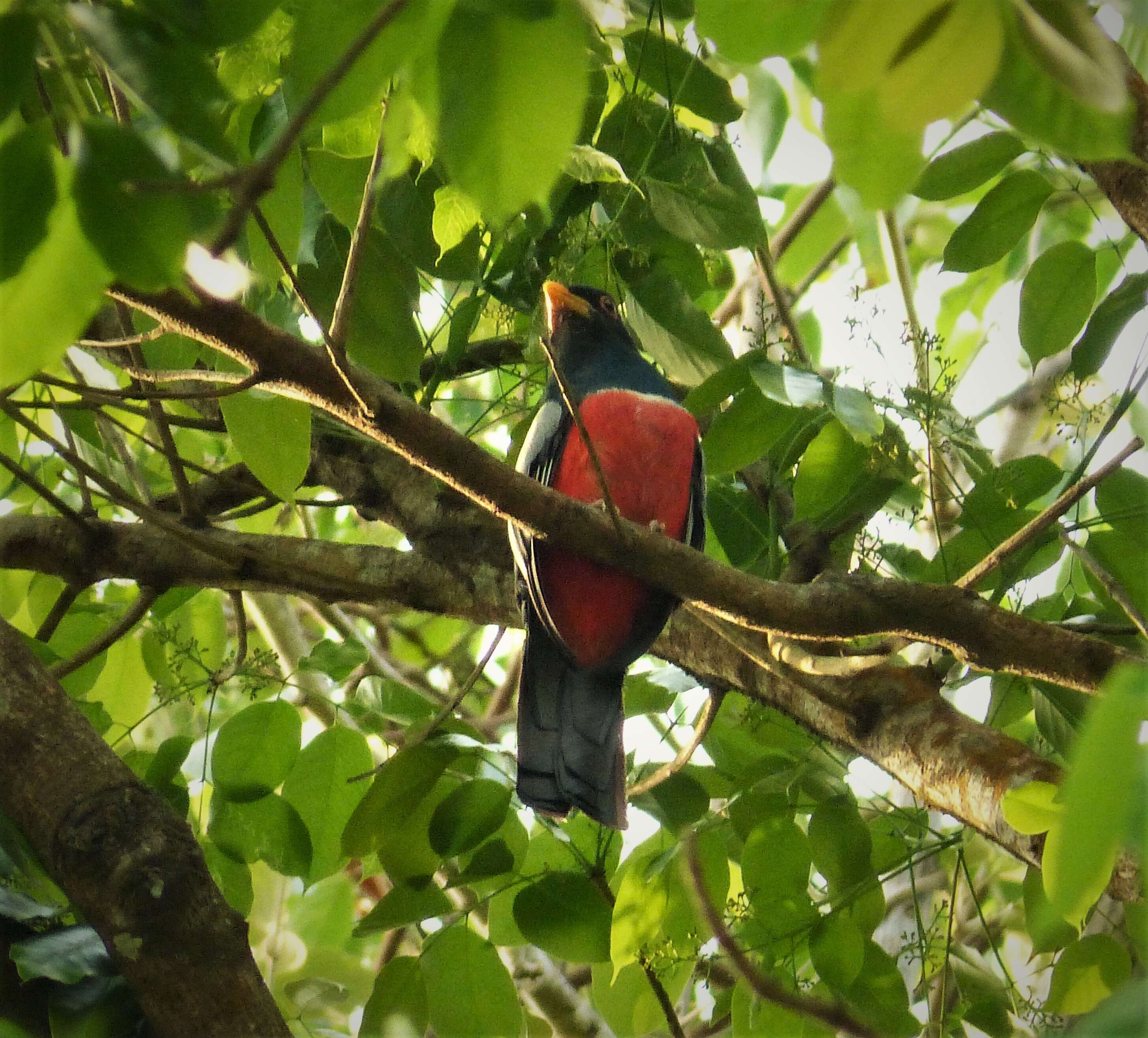 Imagem de Trogon melanurus Swainson 1838