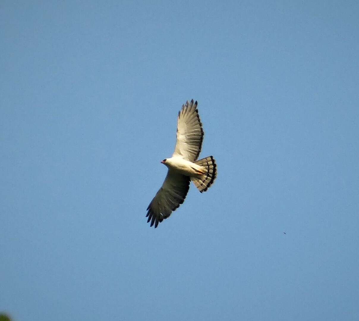 Image of Black-and-White Hawk-Eagle