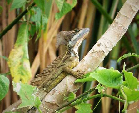 Image of Brown Basilisk