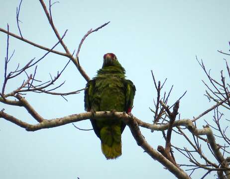 Image of Red-lored Parrot, Red-lored Amazon