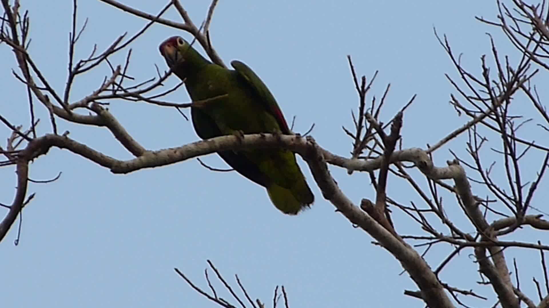 Imagem de Amazona autumnalis (Linnaeus 1758)