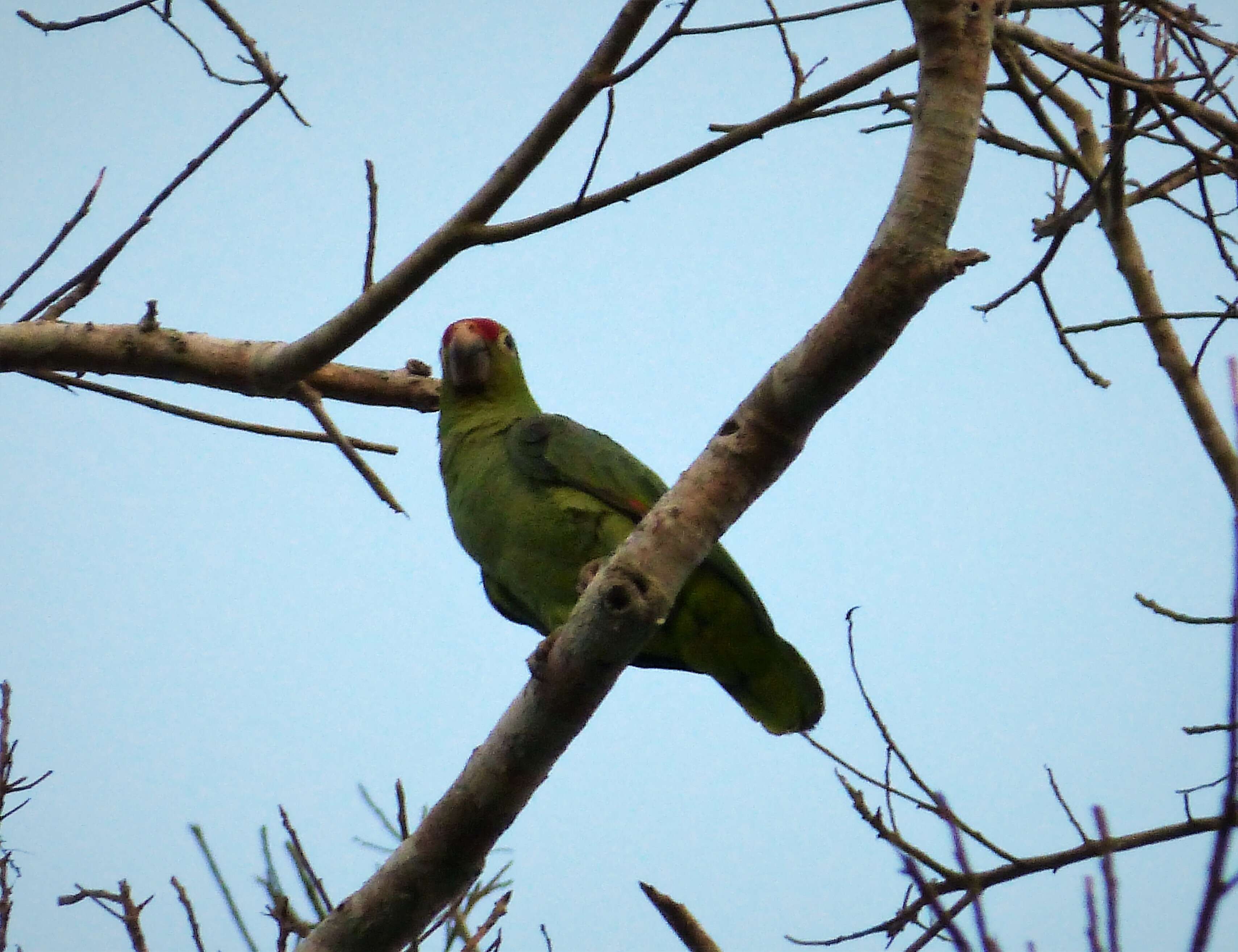 Imagem de Amazona autumnalis (Linnaeus 1758)