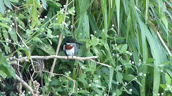 Image of Green Kingfisher