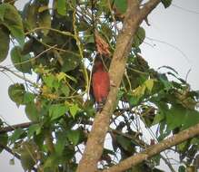 Image of Cinnamon Woodpecker