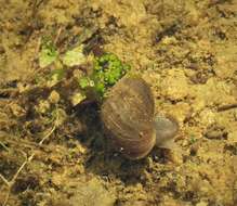 Image of Great Pond Snail