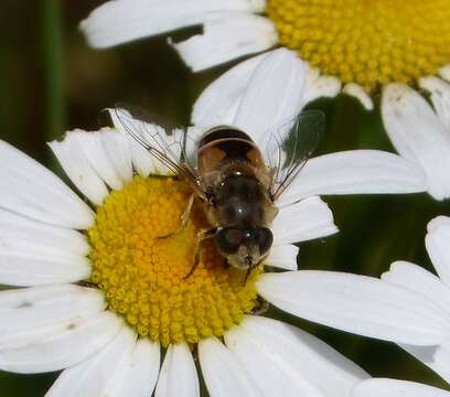 Imagem de Eristalis arbustorum (Linnaeus 1758)