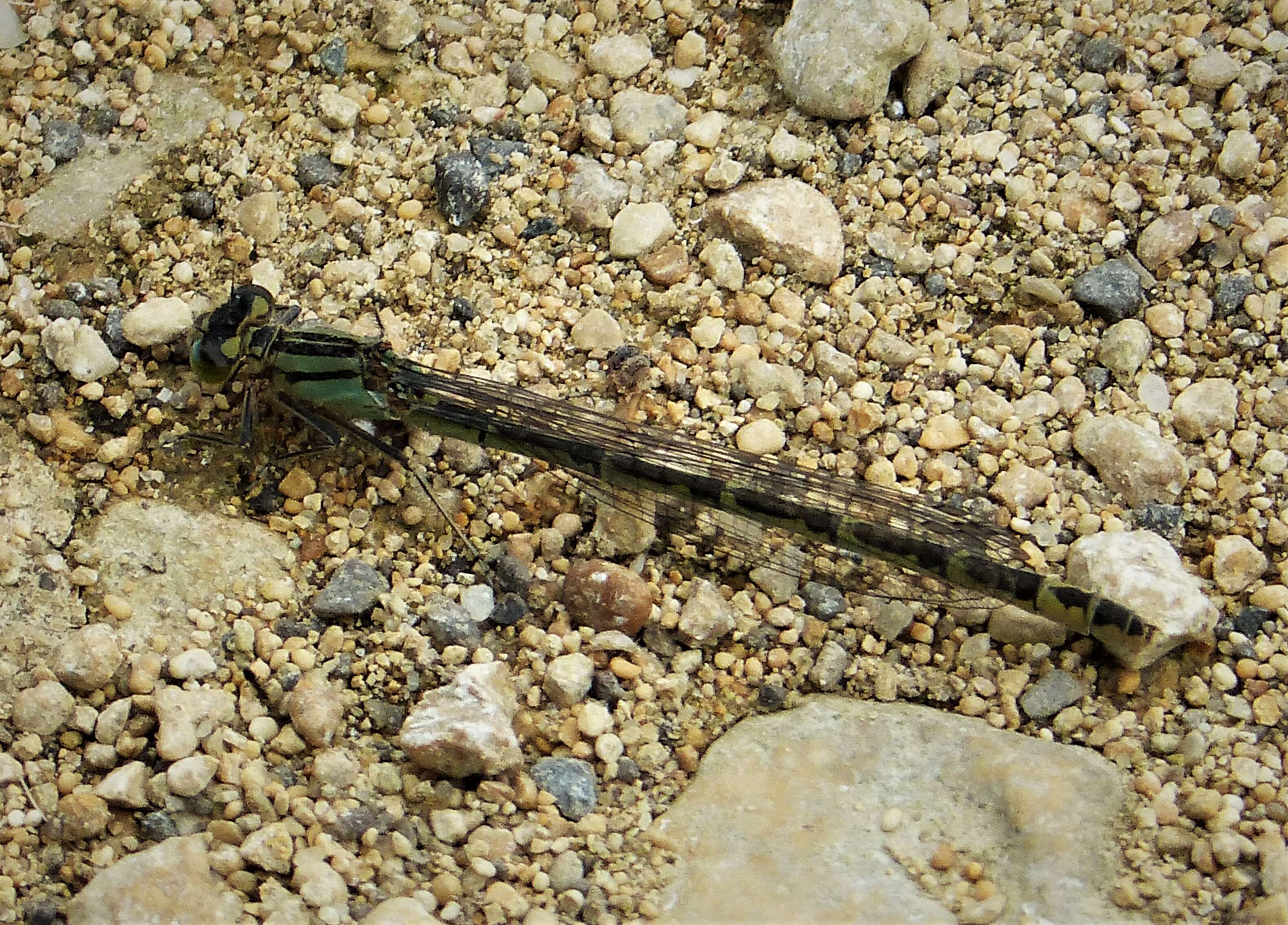 Image of Common Blue Damselfly