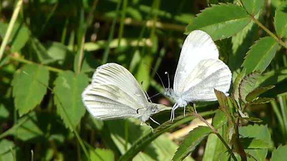 Image of Wood White