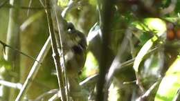 Image of Olivaceous Piculet