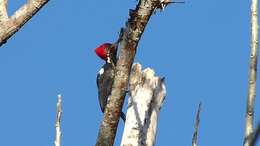 Image of Lineated Woodpecker