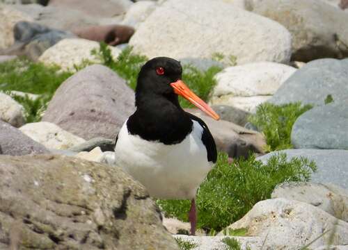 Image of oystercatcher, eurasian oystercatcher