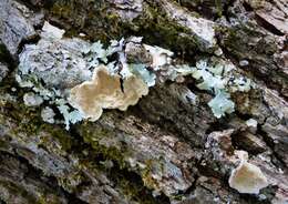 Image of Ruffle lichens