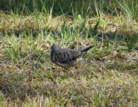 Image of Common Ground Dove