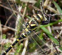 Image of golden-ringed dragonfly