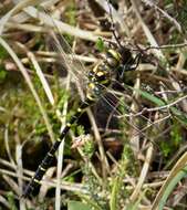 Image of golden-ringed dragonfly