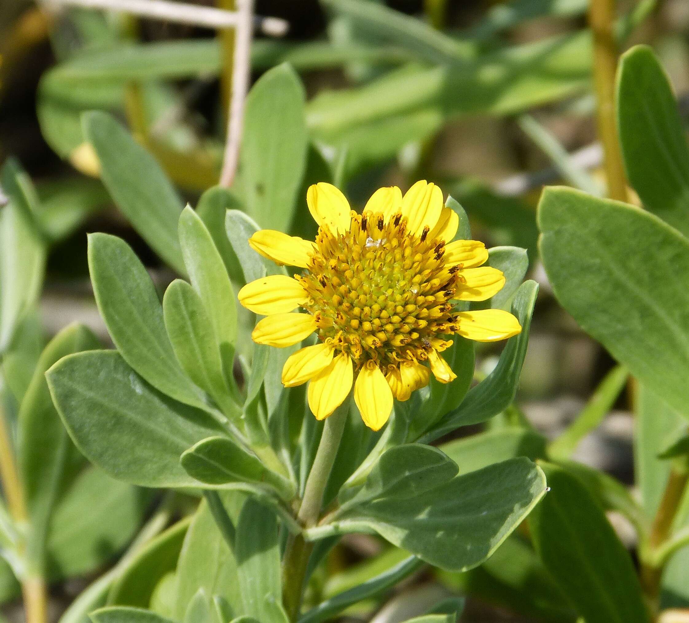 Image of Sea Oxeye