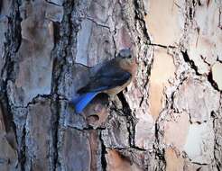 Image of Eastern Bluebird