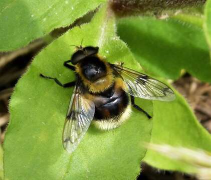 Image of bumblebee hoverfly