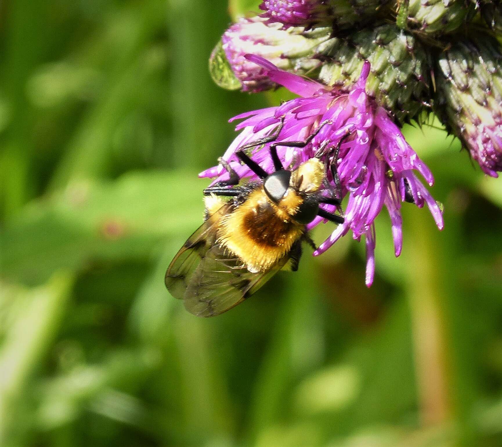 Volucella bombylans (Linnaeus 1758) resmi