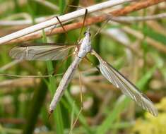 Image of Marsh crane fly