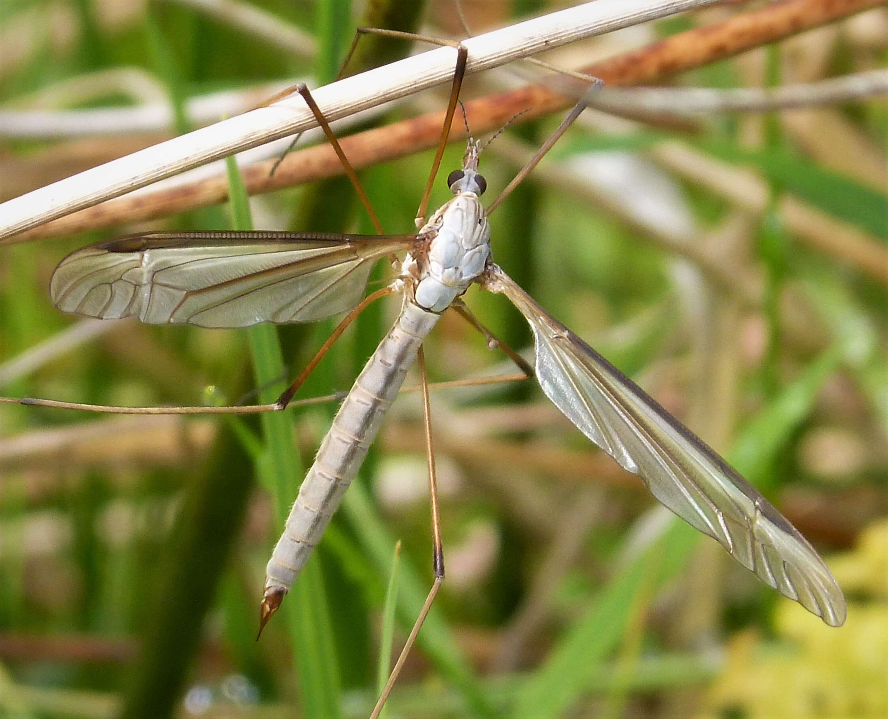 Image of Marsh crane fly