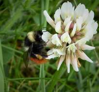 Image of Bombus monticola Smith 1849