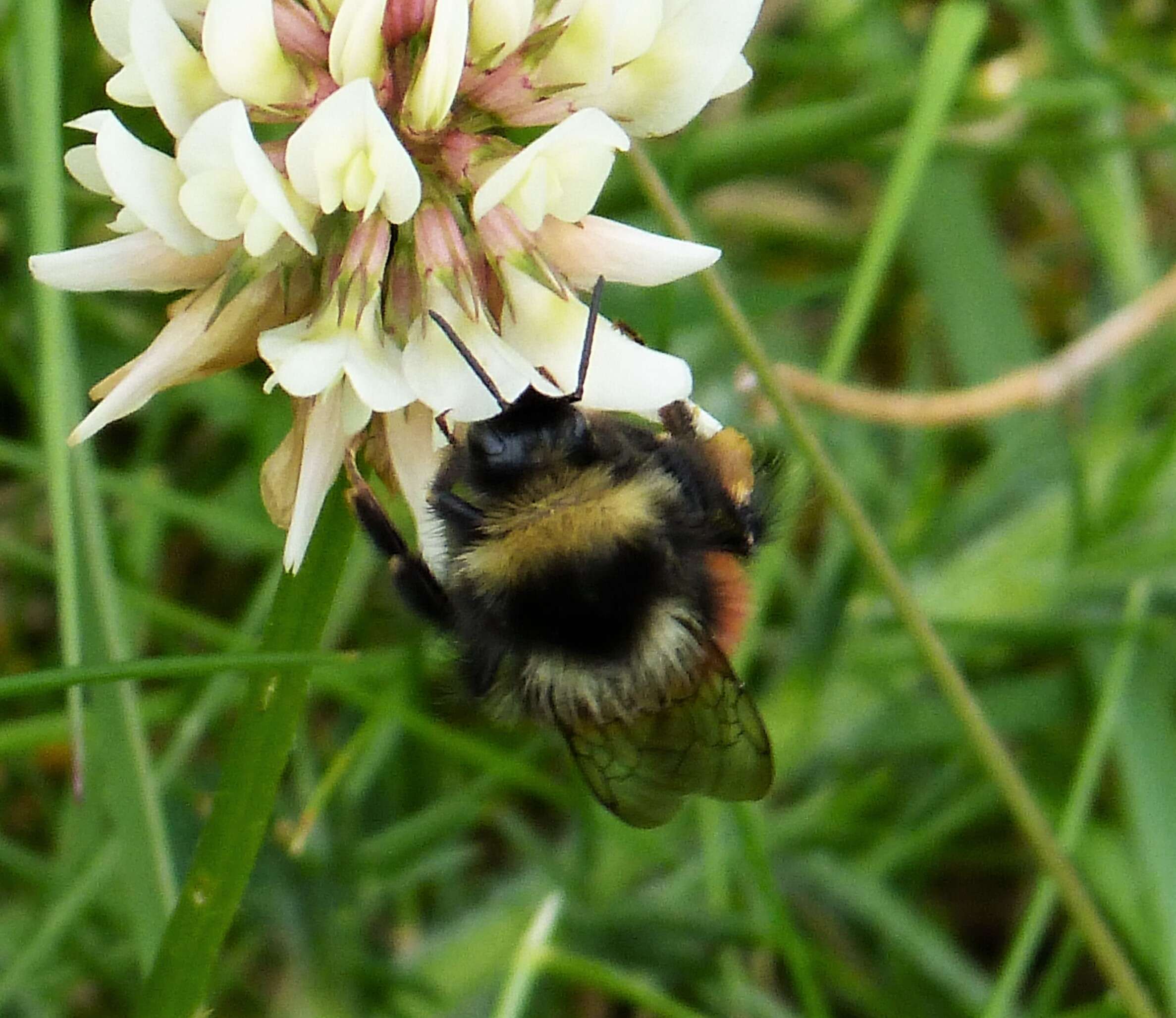 Image of Bombus monticola Smith 1849