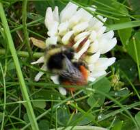 Image of Bombus monticola Smith 1849