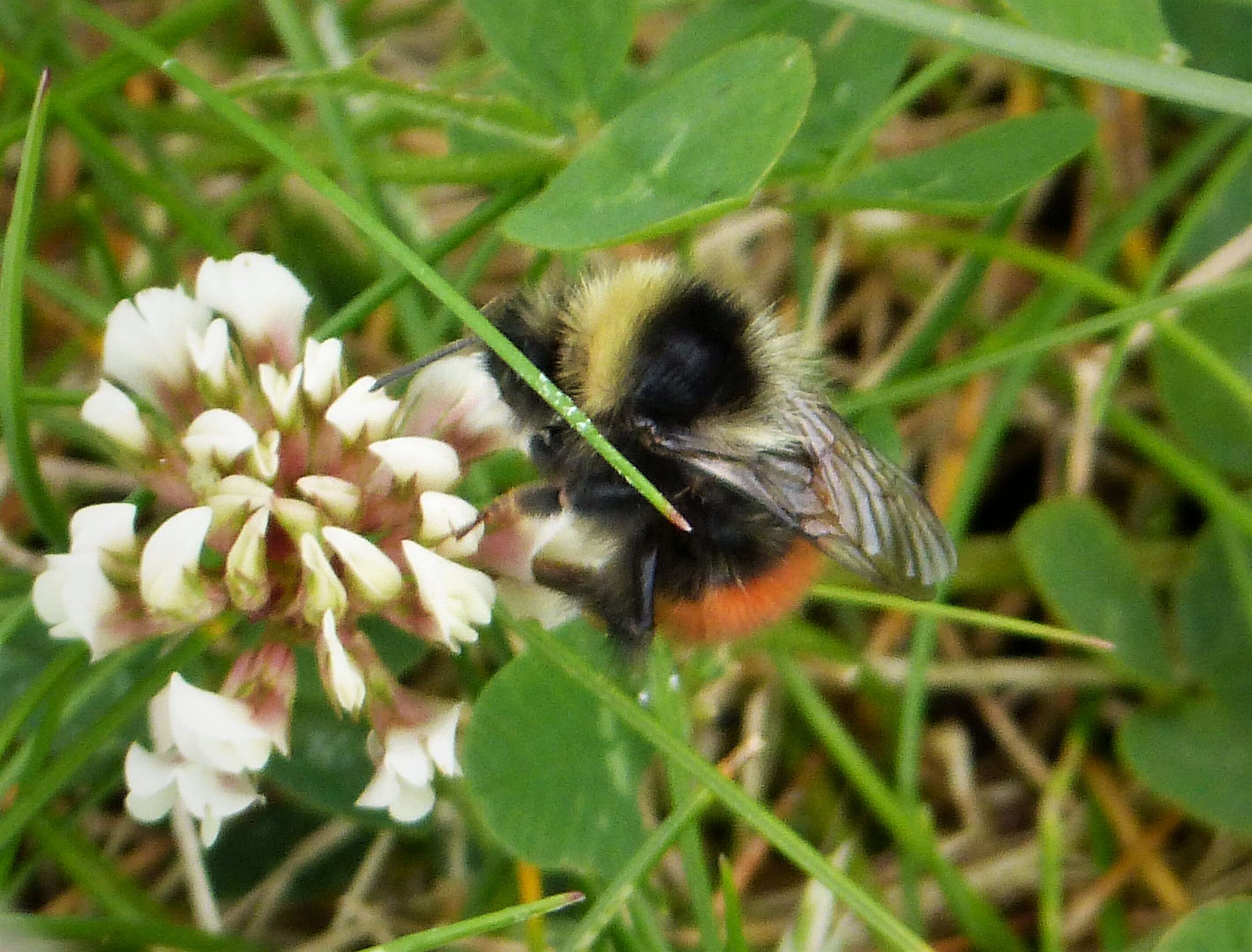 Image of Bombus monticola Smith 1849