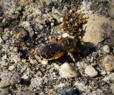 Image of Orange-legged furrow bee