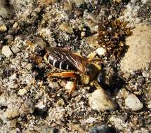 Image of Orange-legged furrow bee