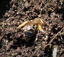 Image of Orange-legged furrow bee