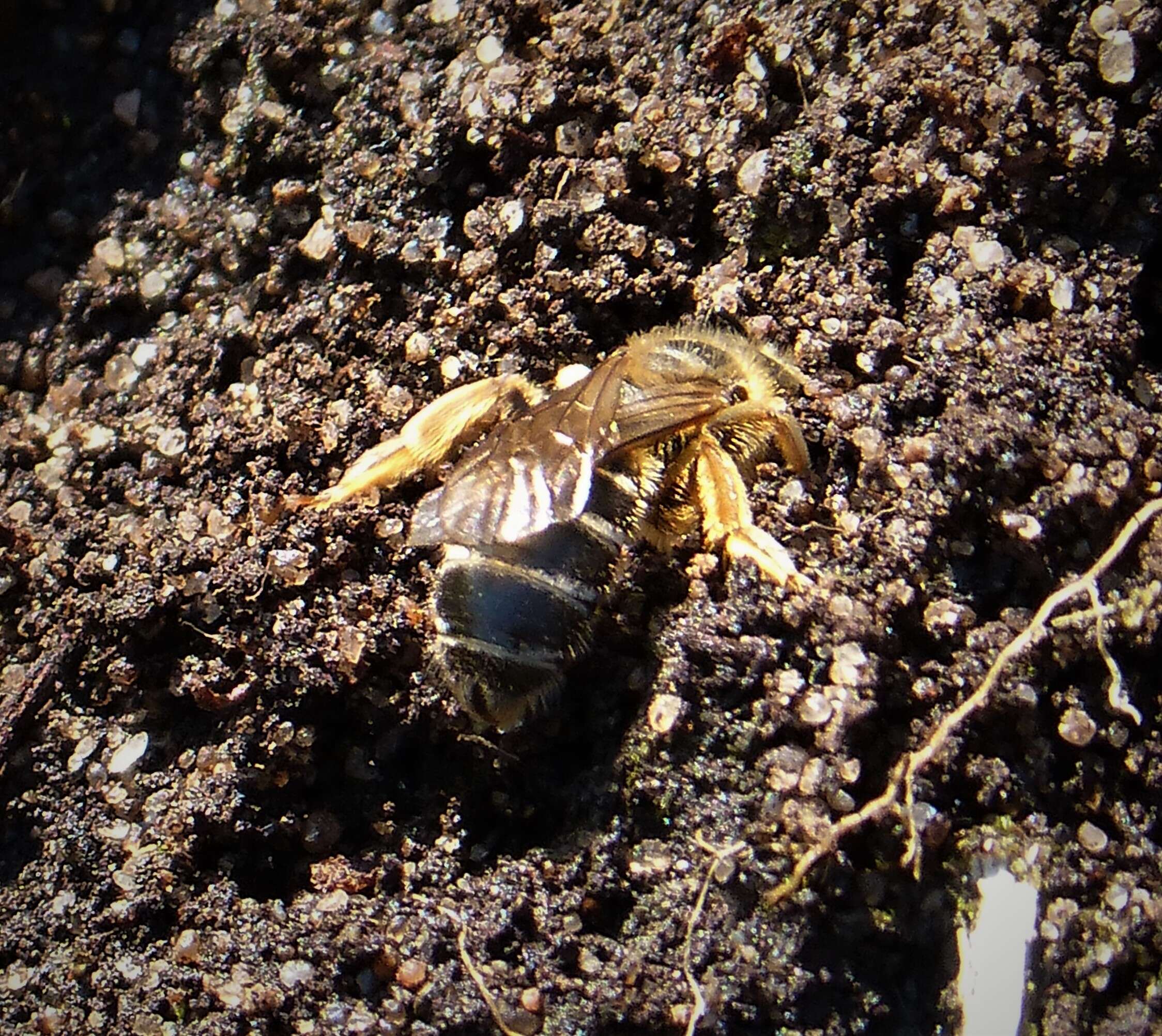 Image of Orange-legged furrow bee