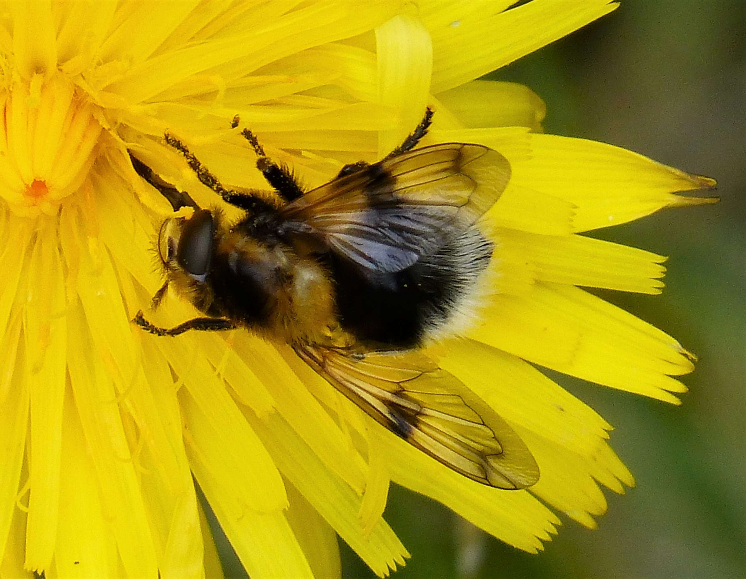 Volucella bombylans (Linnaeus 1758) resmi