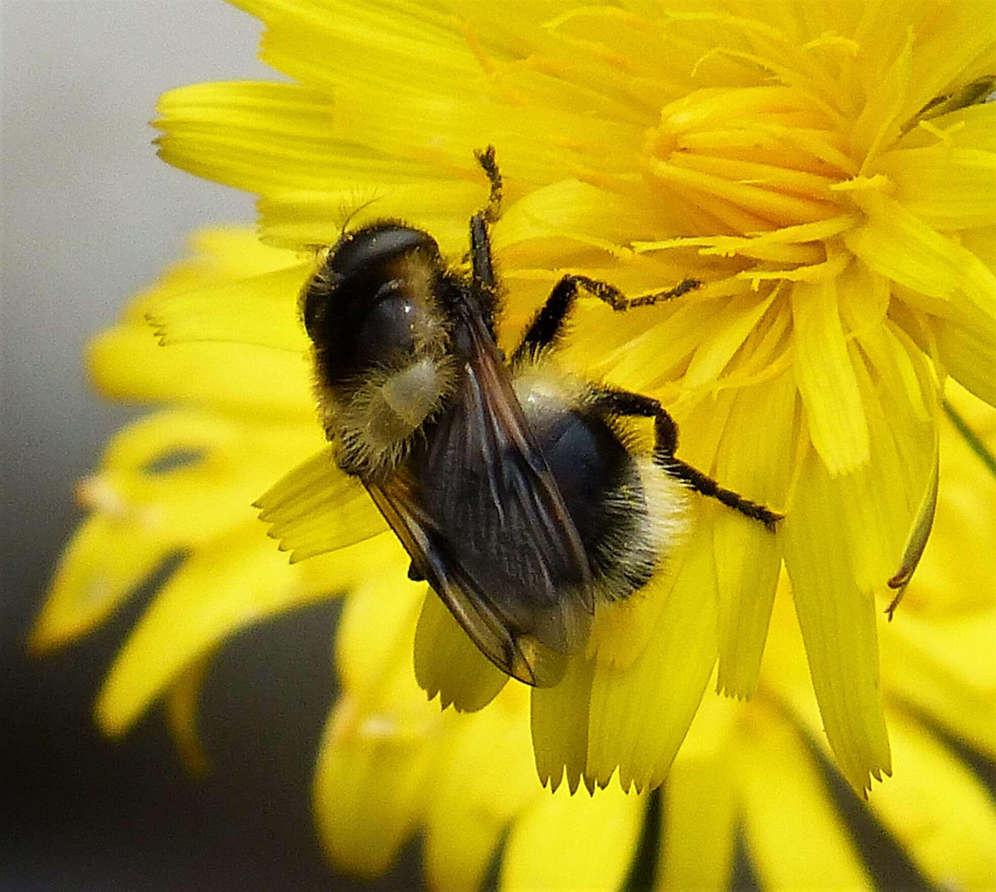 Image of bumblebee hoverfly