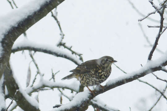 Image of Mistle Thrush