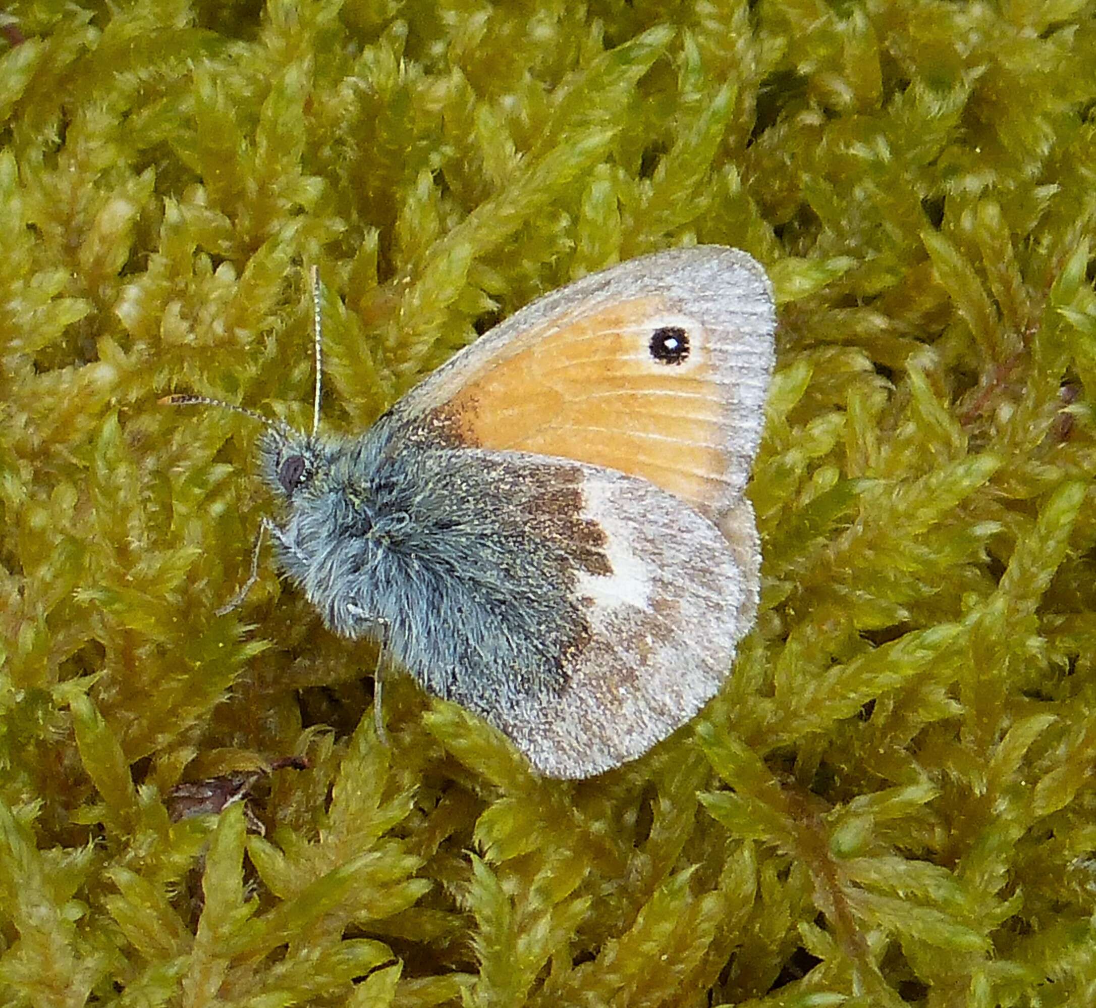 Image of small heath