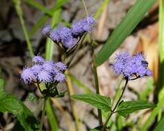 Sivun Conoclinium coelestinum (L.) DC. kuva