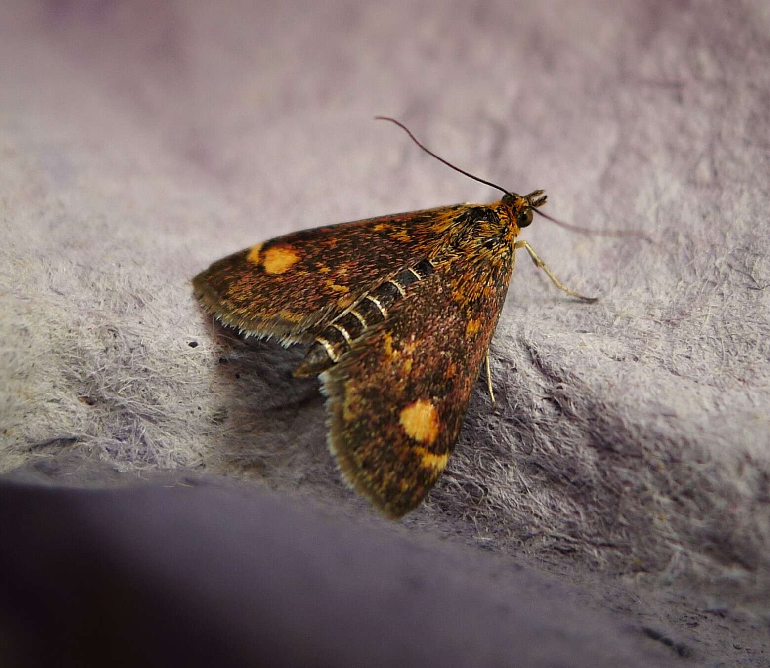 Image of Mint moth