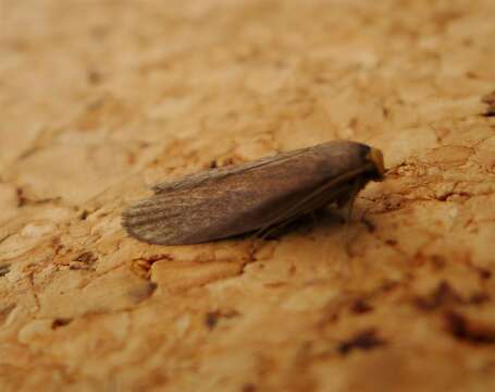 Image of Lesser Wax Moth