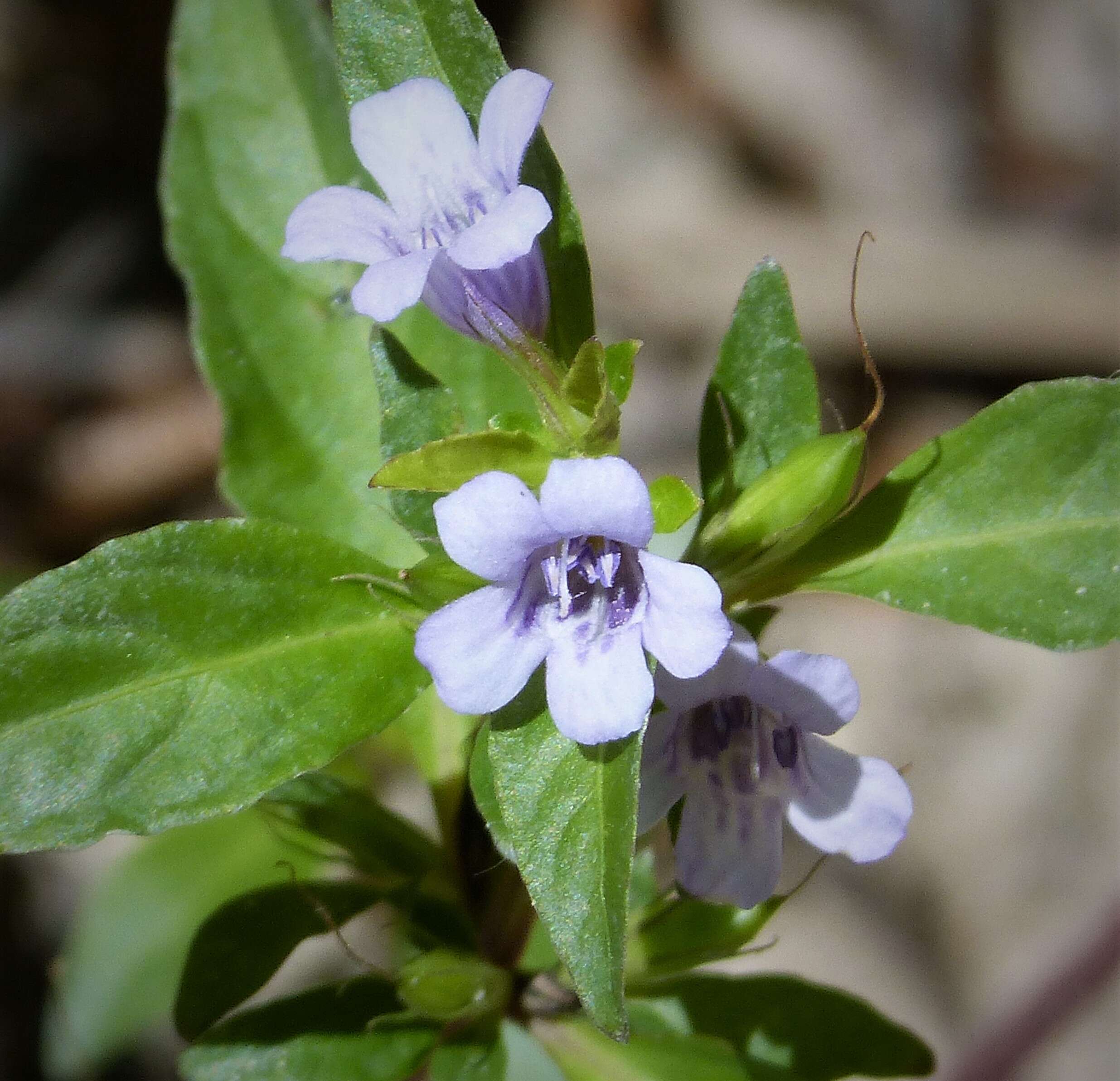 Image of Carolina wild petunia