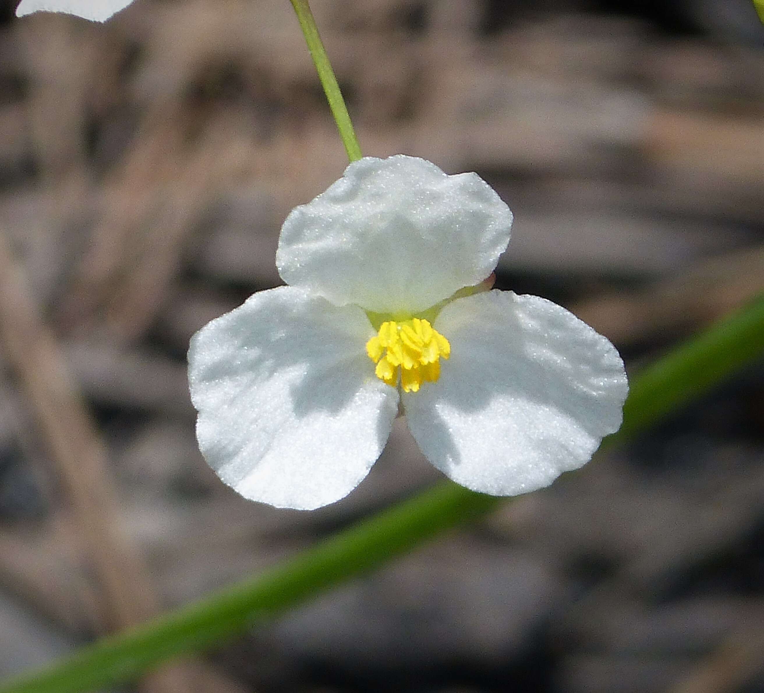 Image of grassy arrowhead