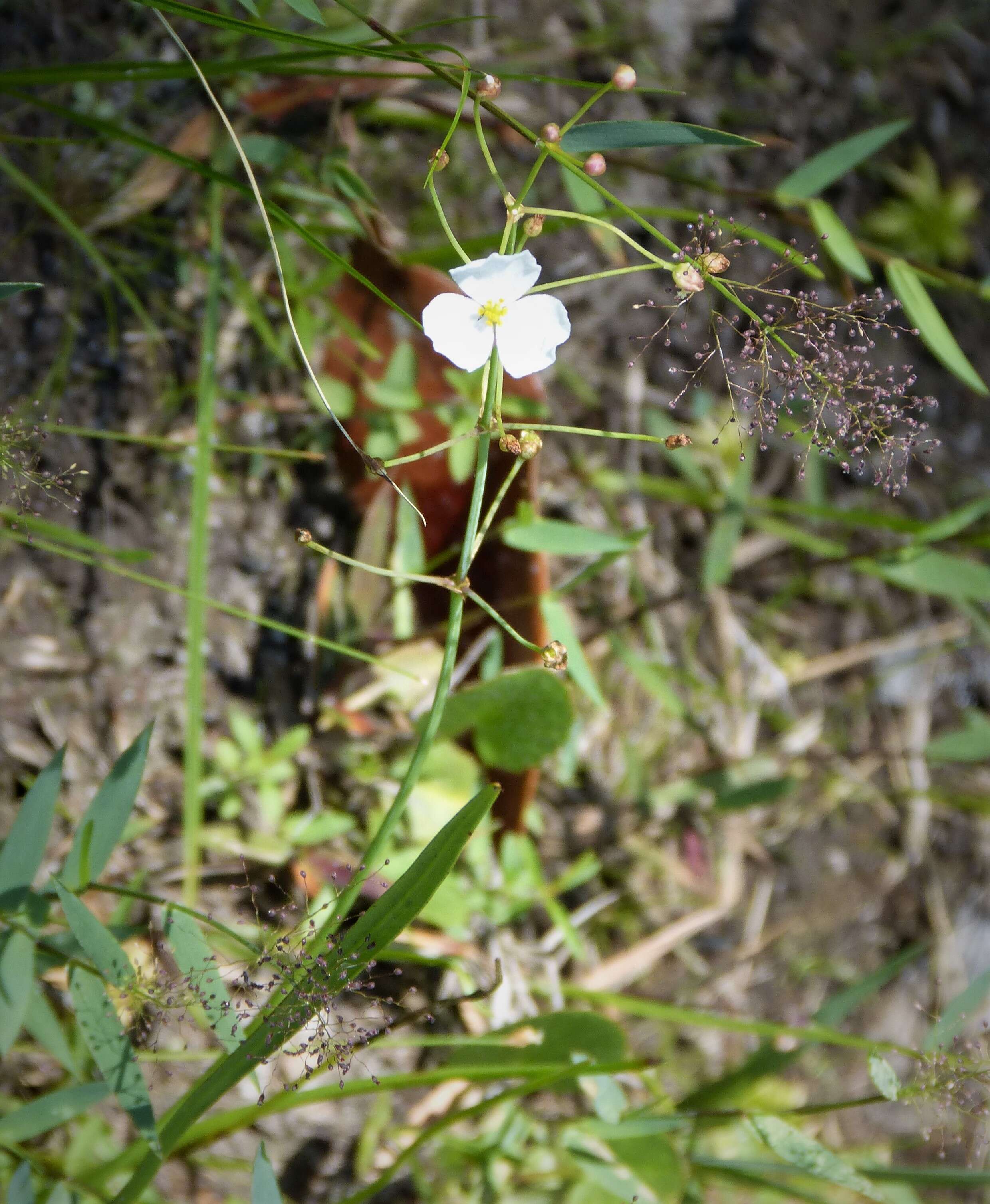 Image of grassy arrowhead