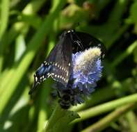 Image of Black Swallowtail