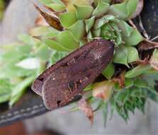 Image of Large Yellow Underwing