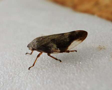 Image of European Alder Spittlebug