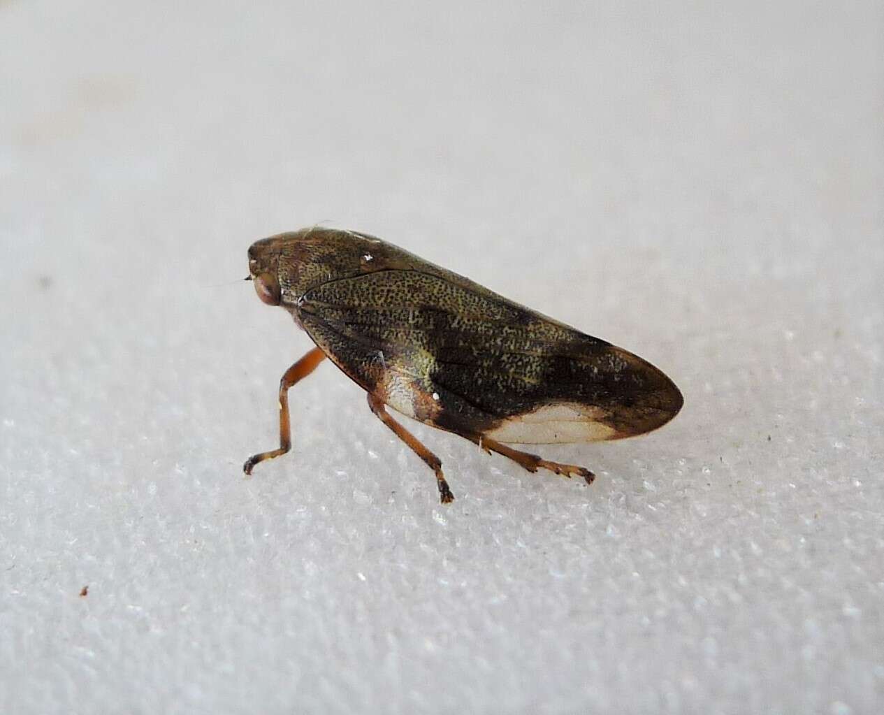 Image of European Alder Spittlebug