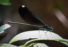 Image of Ebony Jewelwing