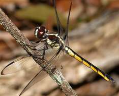 Image of Bar-winged Skimmer