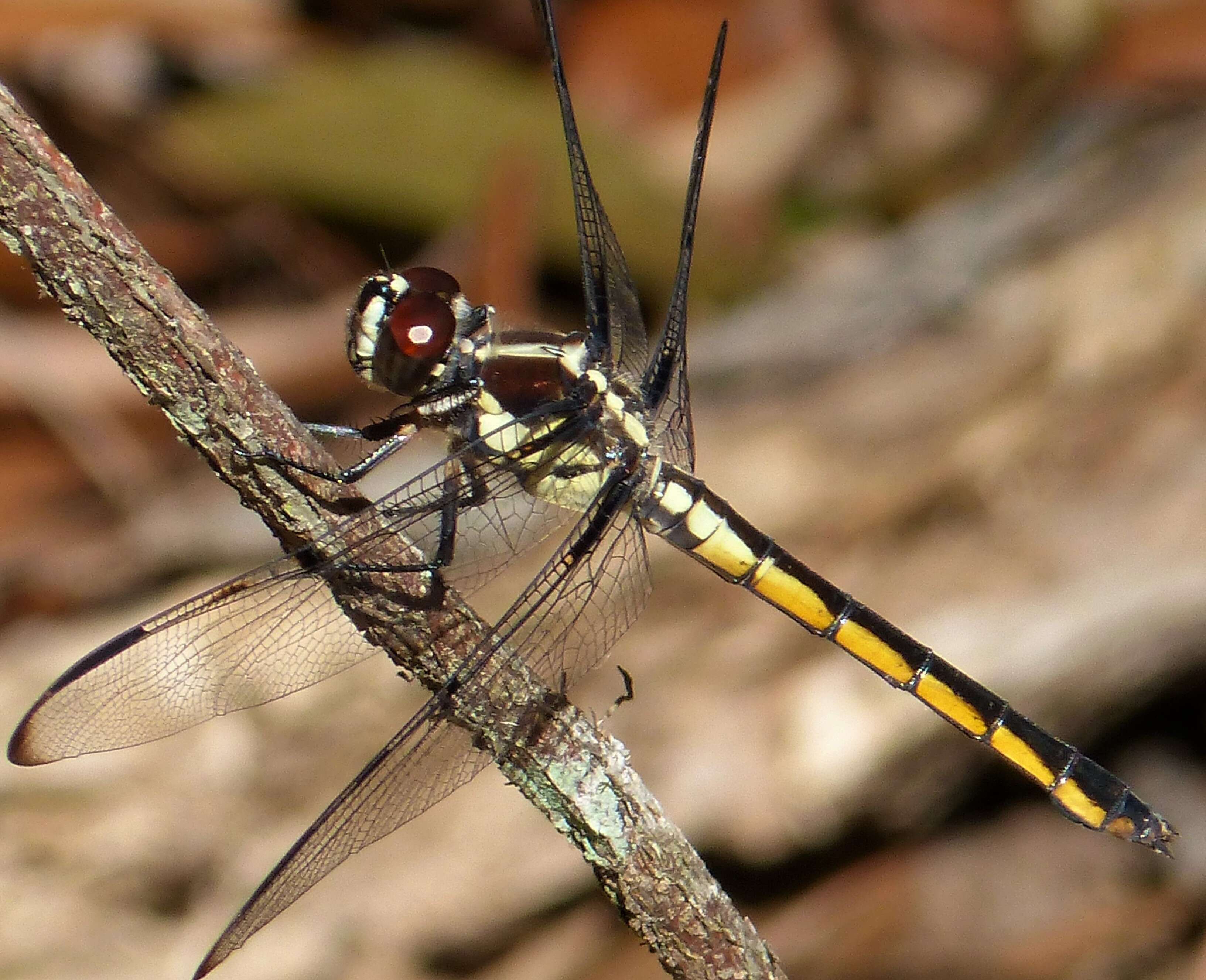 Image of Bar-winged Skimmer